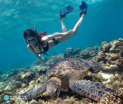 Top Dumaguete Tourist Spots: Diving with Turtles in Apo .